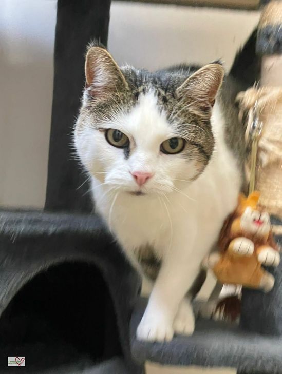 Luna sucht ein neuesZuhause.