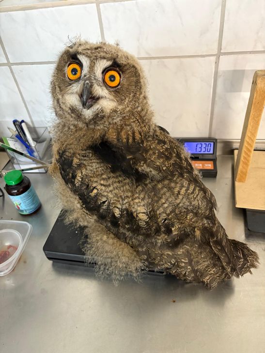 Auch in Not geratene Jungvögel werden in der Greifvogel-Pflegestation aufgenommen.