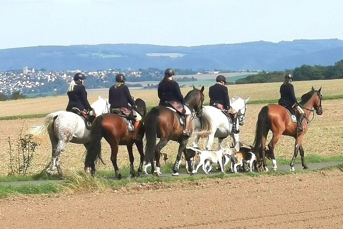 Rheinlandmeute mit ihren Foxhounds