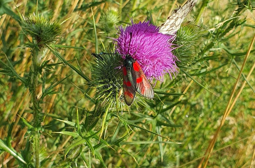 Distel mit Blutströpfchen