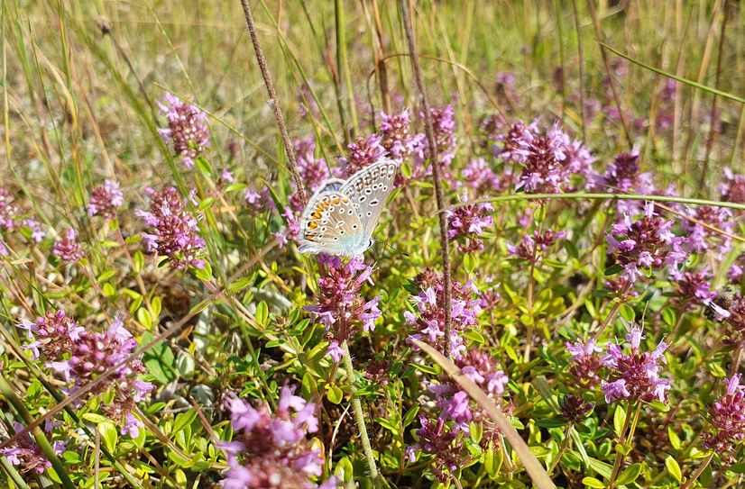 Thymian mit Hauhechelbläuling
