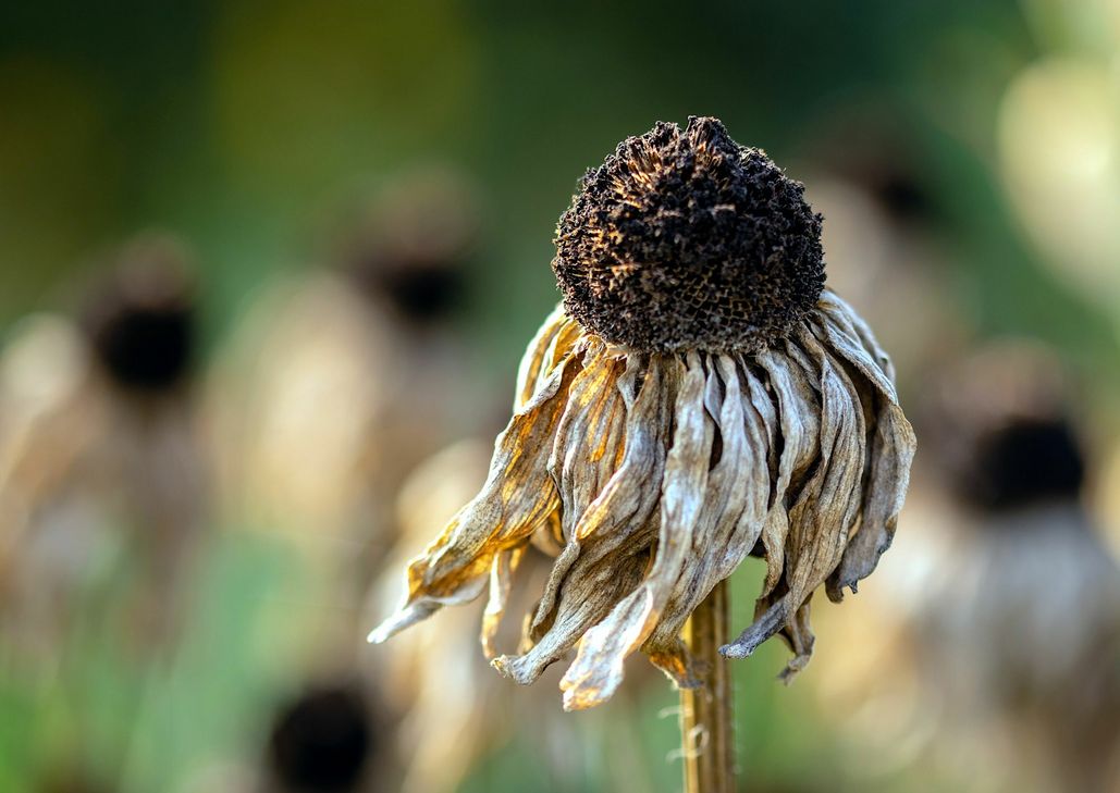 Die Land- und Forstwirte sind wegen der Dürre in Sorge: Ganze Regionen in Deutschland haben im April keinen einzigen Tropfen Regenwasser gesehen. Foto: Pawel Czerwinski