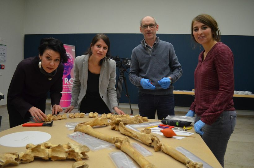Bereiten die Pferdeskelette für die Ausstellung vor (v. l.): Kuratorin Dr. Korana Deppmeyer, Kuratorin Katharina Ackenheil, Ludwig Eiden (Leiter der Restaurationswerkstatt) und seine Mitarbeiterin Christiane Teich.  Foto: Pees