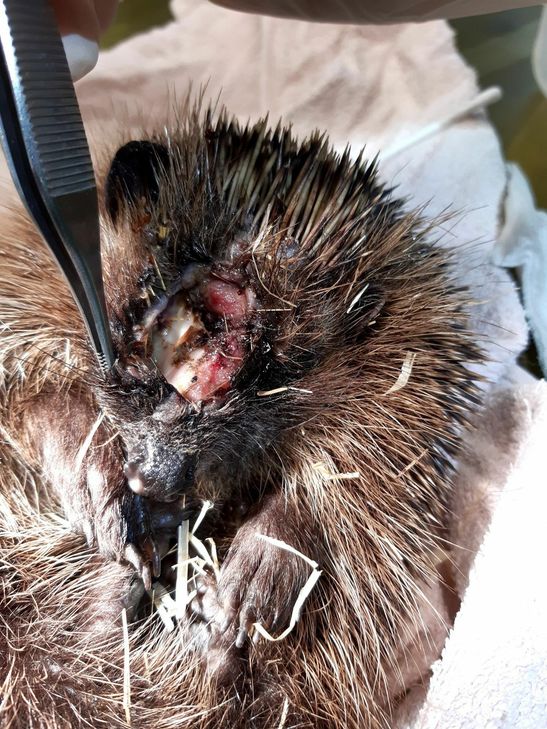 Auch dieser Igel wurde wahrscheinlich Opfer eines Mähroboters. Keiner der verletzten Igel, die ins Kaller Tierheim gebracht wurden, konnte bislang gerettet werden. Foto: Tierschutzverein Kall