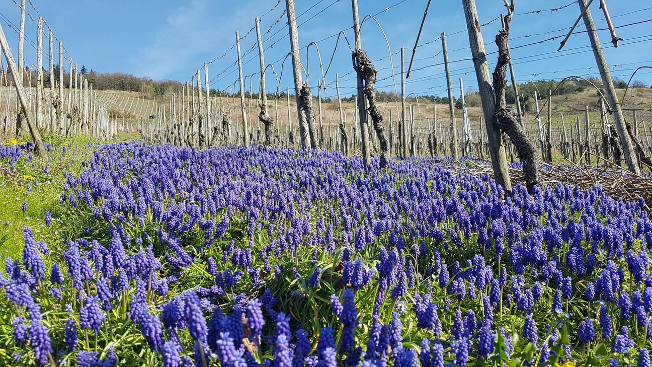 Frühlingsfoto aus den Mehringer Weinbergen. Sandra Müller