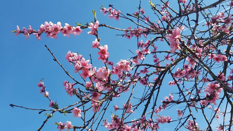 Frühlingsfoto aus den Mehringer Weinbergen. Sandra Müller