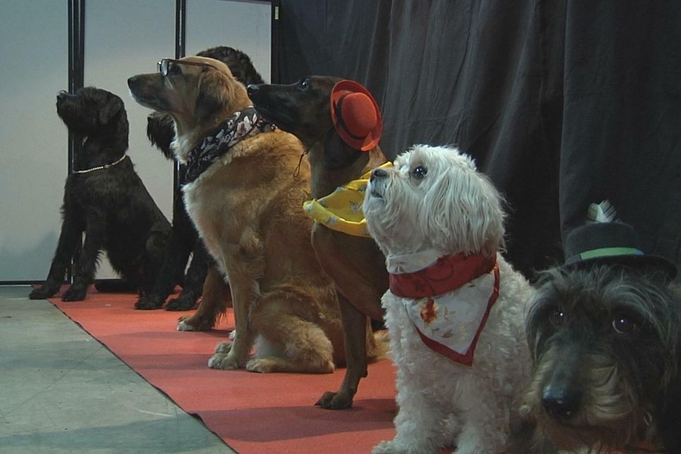 In »Berans Pfotentheater« sind Hunde die Schauspieler. Hauptdarsteller ist Beran - der Hund von Wolfgang und Monika Merz, der als Gast eines Restaurants zu sehen ist.