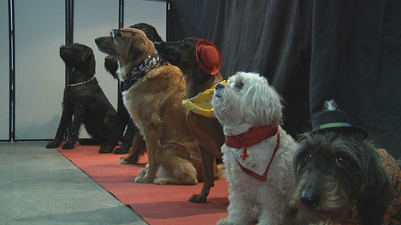 In »Berans Pfotentheater« sind Hunde die Schauspieler. Hauptdarsteller ist Beran - der Hund von Wolfgang und Monika Merz, der als Gast eines Restaurants zu sehen ist.