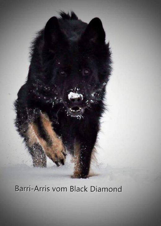 ARRIS GENIESSTE IMMER DIE SCHNEEFLOCKEN