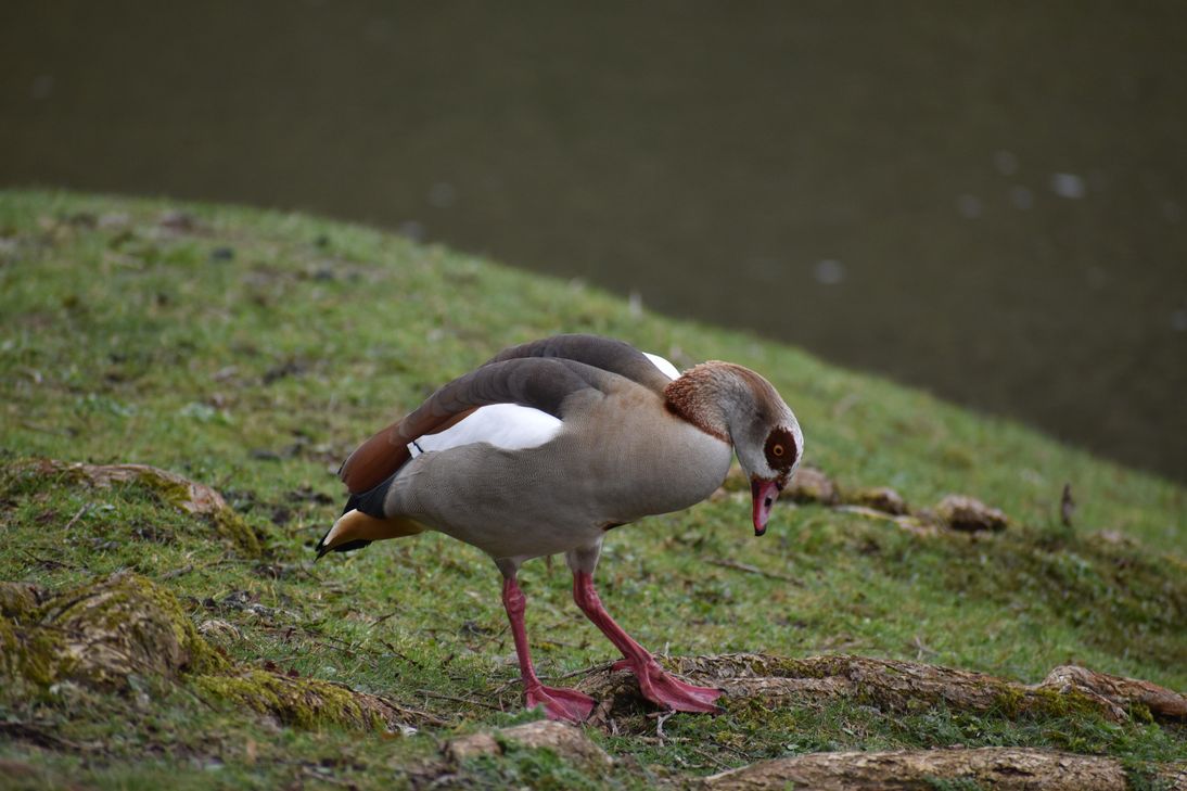 n den letzten Jahrzehnten breitete sich die Nilgans ausgehend von Gefangenschaftsflüchtlingen, hauptsächlich von den Niederlanden kommend, entlang des Rheins in Mitteleuropa aus, wobei sie auch in städtischen Parks, an Badeseen und anderen von Menschen häufig frequentierten Orten vorkommt.