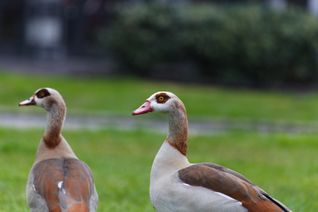 Die Nilgans ist der einzige rezente Vertreter ihrer Gattung und wird meist den Halbgänsen zugerechnet. Sie ist afrikanischen Ursprungs und lebt an nahrungsreichen Binnenseen und Flüssen. Sie gilt als der häufigste afrotropische Entenvogel.