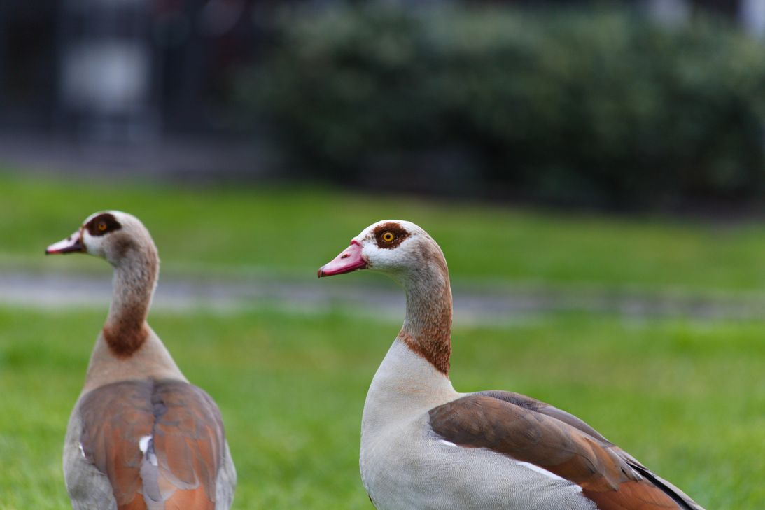 Die Nilgans ist der einzige rezente Vertreter ihrer Gattung und wird meist den Halbgänsen zugerechnet. Sie ist afrikanischen Ursprungs und lebt an nahrungsreichen Binnenseen und Flüssen. Sie gilt als der häufigste afrotropische Entenvogel.