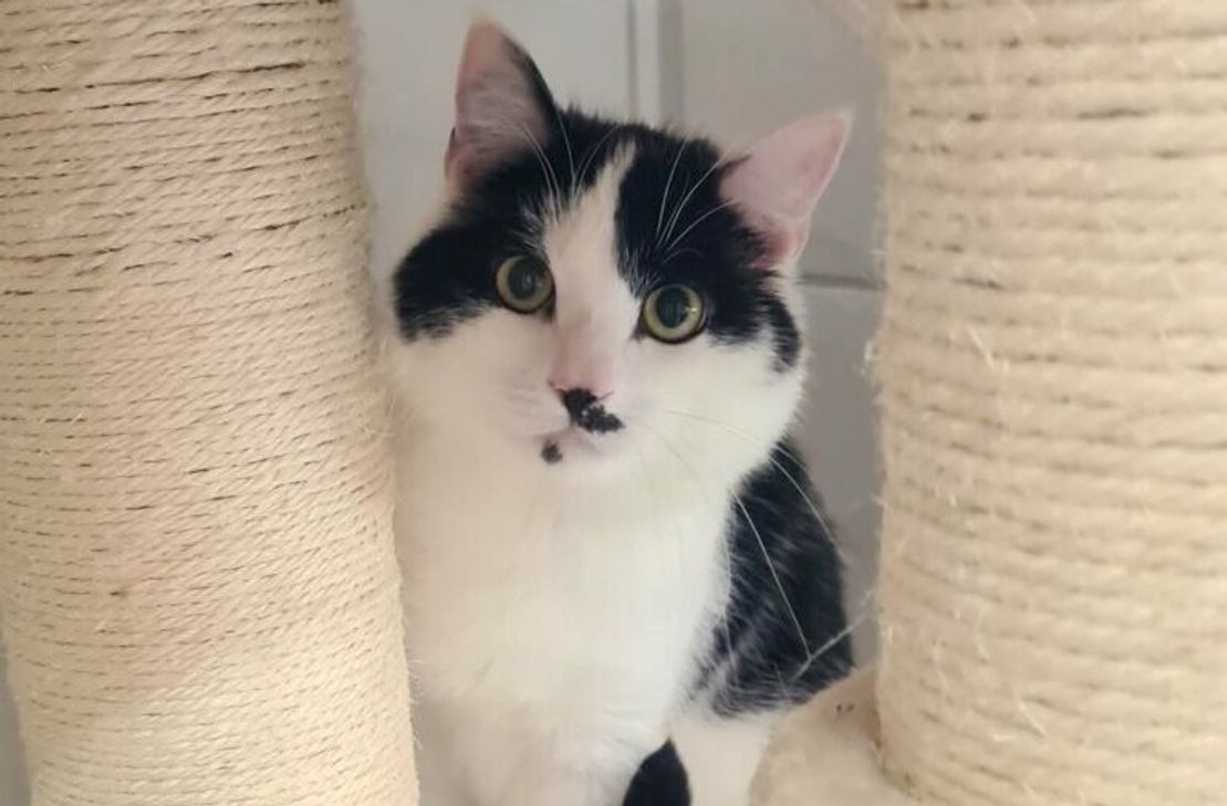 Niki hat das Potenzial ein echter Familienkater zu werden.