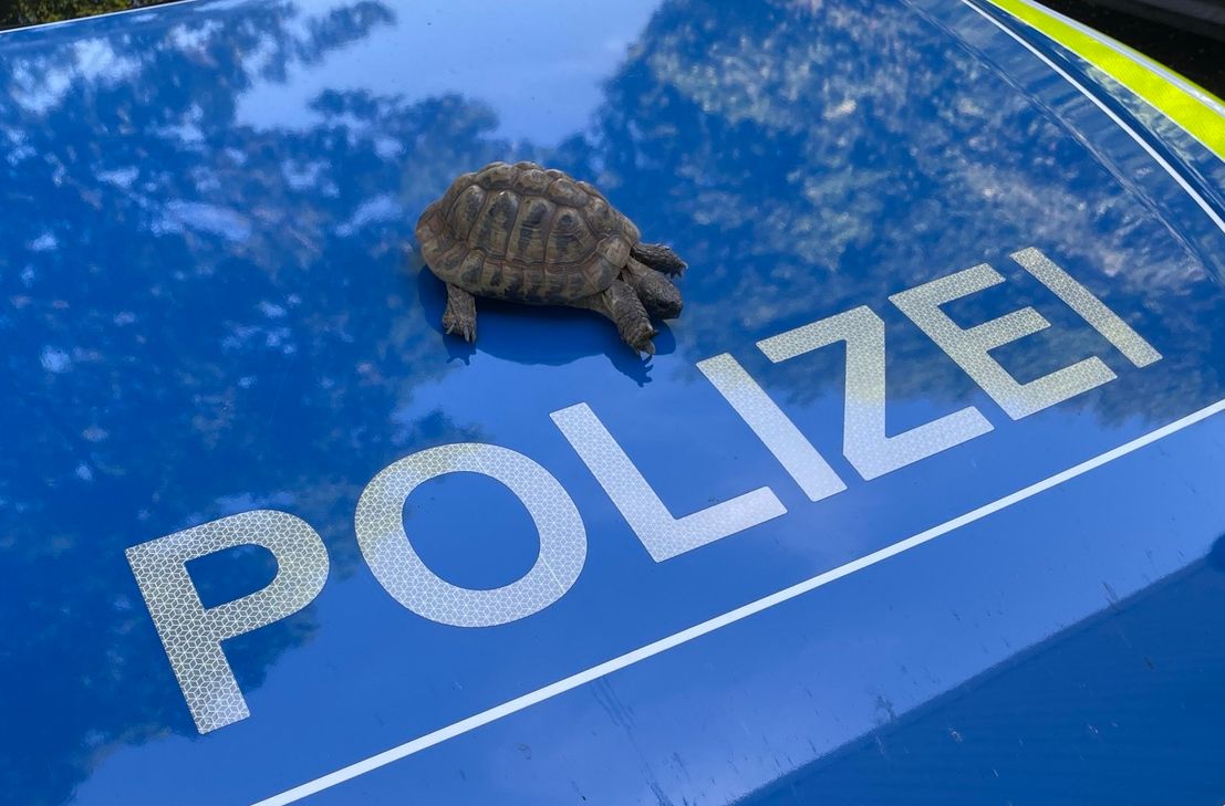 Die Polizei nahm den Auslöser des Streits in Obhut.