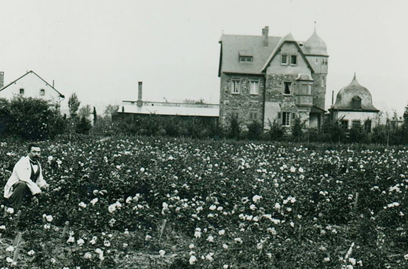 Das historische Foto um 1900 zeigt den berühmten Trierer Rosenzüchter Peter Lambert (1859-1939) in einem Rosenfeld vor seiner Villa in Trier-Nord. Dort gibt es heute eine nach ihm benannte Straße.
