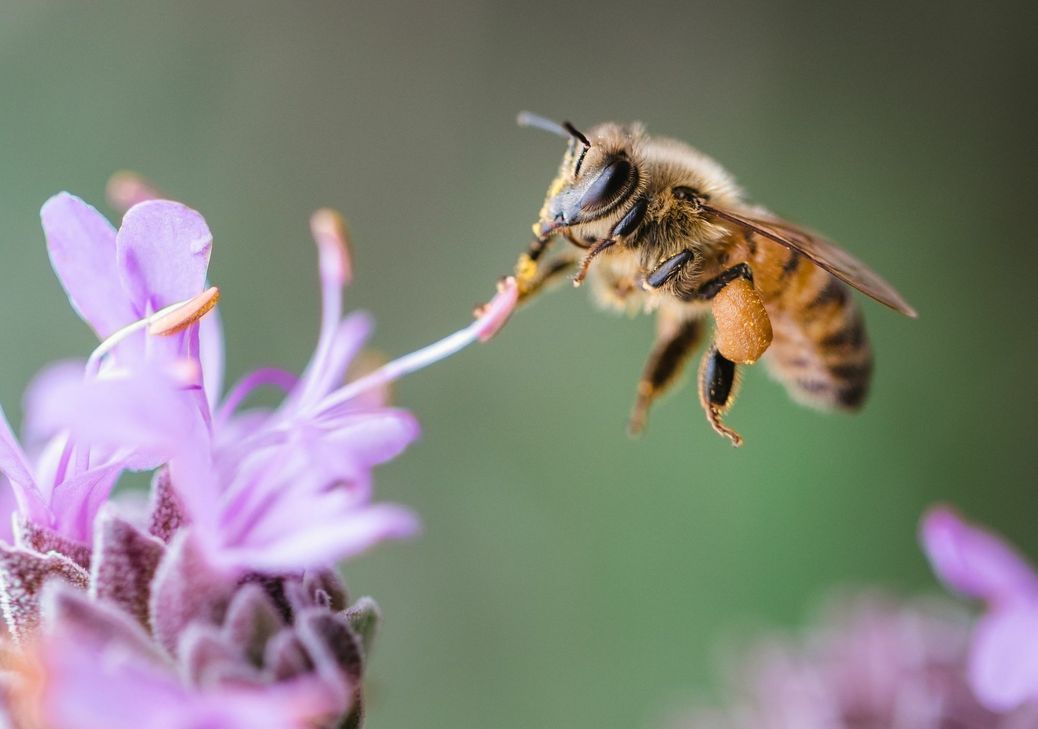 In der Hochschule Geisenheim findet ein öffentlicher Vortrag zum Thema "Wildbienen: Arten, Lebensraumansprüche und Funktionen für das Ökosystem" statt.