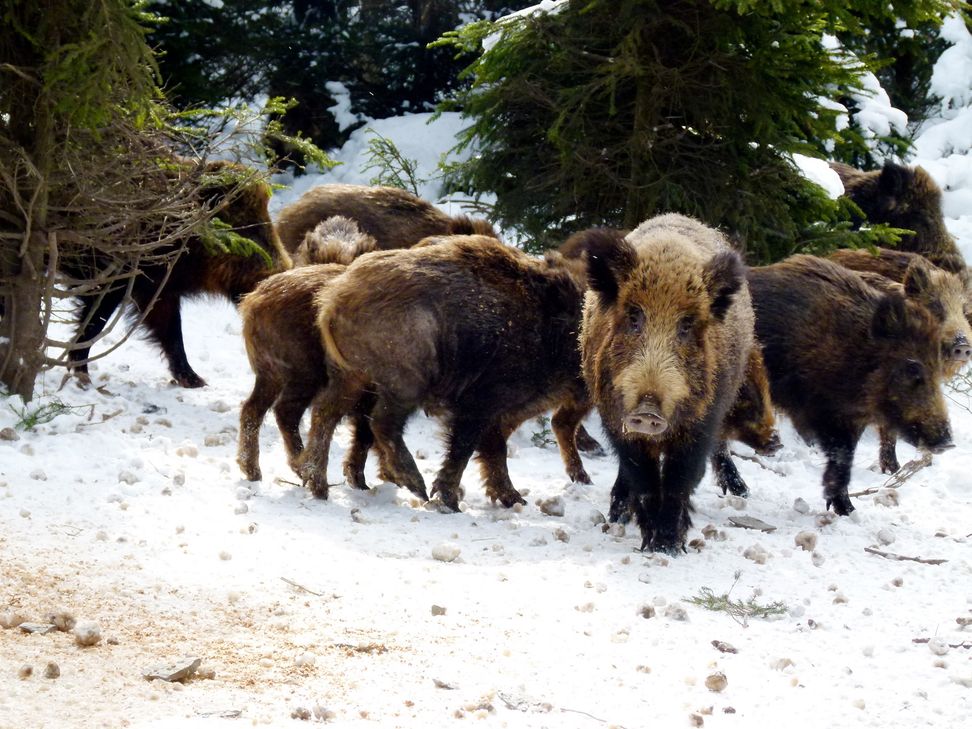 Um die Ausbreitung der Afrikanischen Schweinepest zu verhindern, will die Kreisjägerschaft Euskirchen den Wildschweinbestand stark verkleinern. Foto: Birgit Leutgen/LJV/pp/Agentur ProfiPress