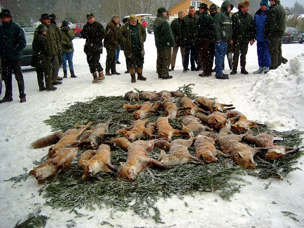 Weil sie als Überträger der Staupe gelten, sollen im Kreis Euskirchen auch Füchse massiv bejagt werden. Foto: LJV/pp/Agentur ProfiPress