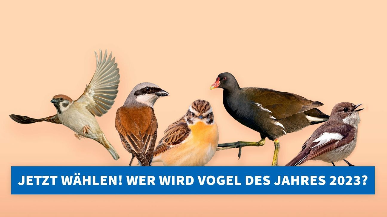 Mit Braunkehlchen, Feldsperling, Neuntöter, Teichhuhn und Trauerschnäpper gehen wieder fünf Kandidaten in die Abstimmung.