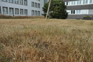 So oder so ähnlich sieht es derzeit vielerorts aus. Das Wässern der Rasenflächen ist momentan allerdings verboten.