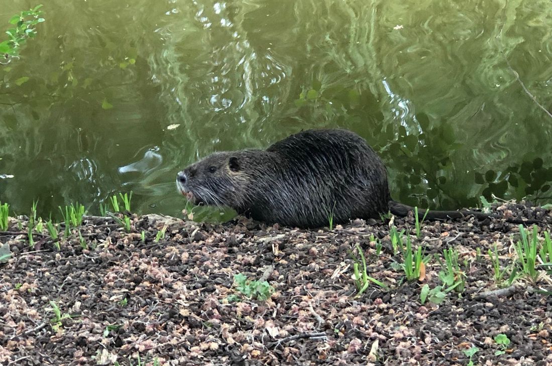 Nutria im Schillerpark Euskirchen. Foto: Scholl