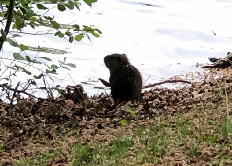 Nutria im Schillerpark Euskirchen. Foto: Scholl