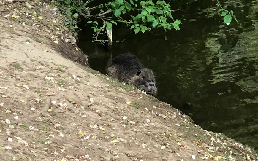 Nutria im Schillerpark Euskirchen. Foto: Scholl