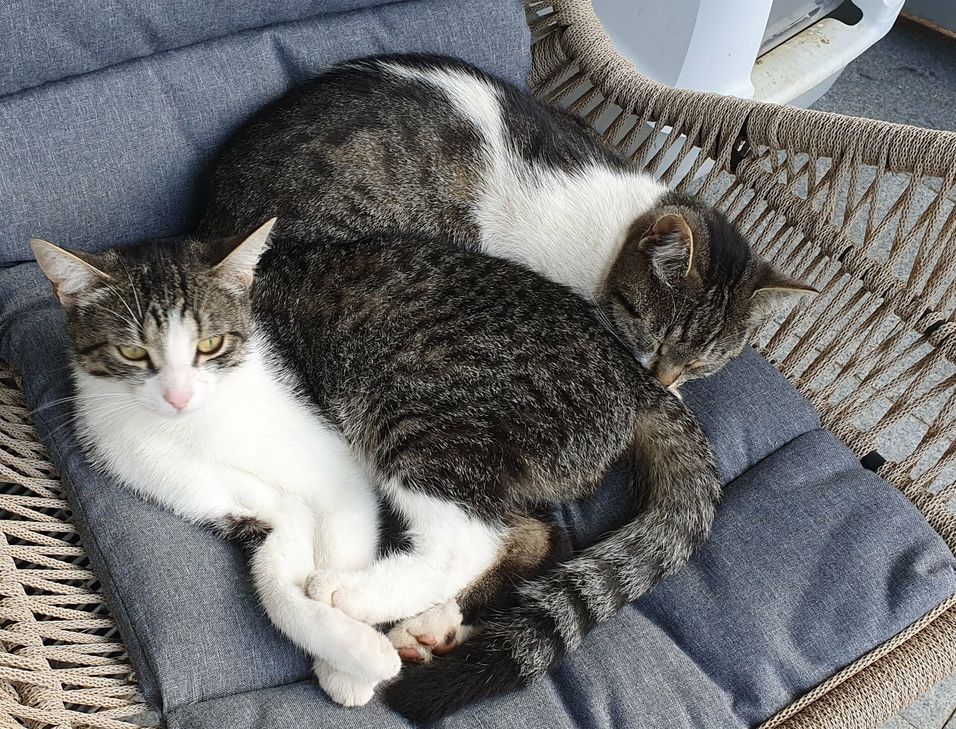 Die Katze »Susi« (vorne) ist vermutlich an einer Vergiftung gestorben.