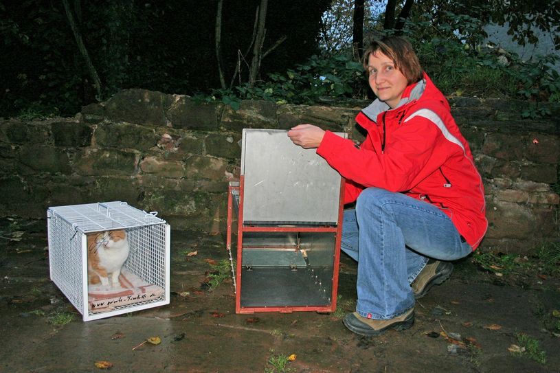 Der Förderverein Eifeltierheim hilft heimatlosen, ausgesetzten und kranken Katzen. Hilfsmittel bei Fangaktionen: eine Katzenfalle. Foto: privat