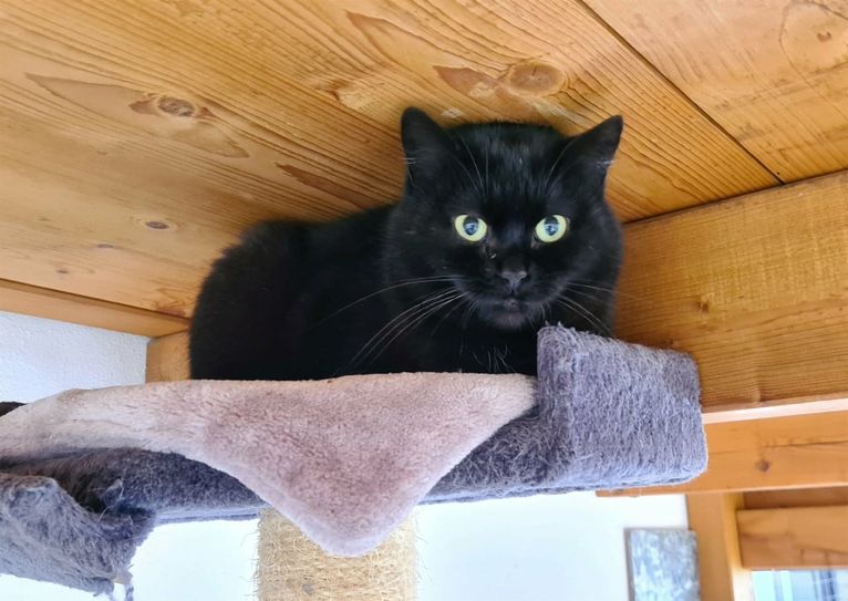 Katze Nala sucht ein Zuhause