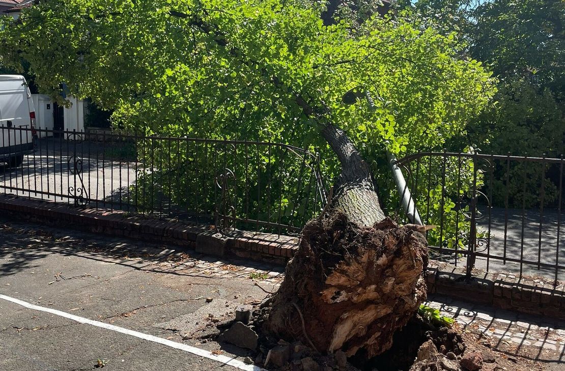 Wieso der Baum am Rand des Schulgeländes umstürzte, ist derzeit noch nicht geklärt. Aus Sicherheitsgründen kommen nun alle Bäume auf dem Gelände der Schule auf den Prüfstand.
