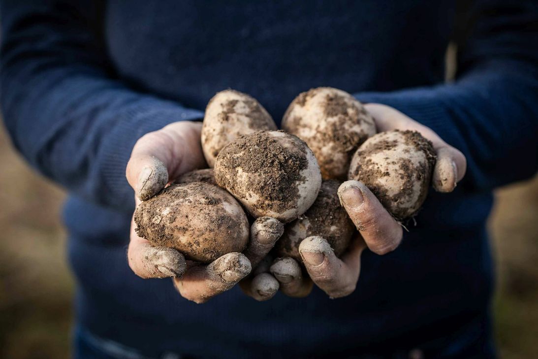 Bei den Kartoffeltagen kommen nur Knollen aus heimsichem Anbau auf den Tisch. Foto: Naturpark