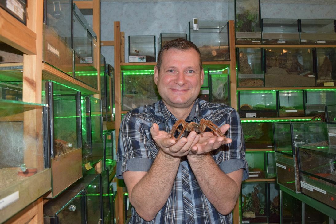 Vogelspinnen sind sehr sensibel und geraten schnell in Stress, wenn sie aus ihrem gewohnten Umfeld entnommen werden. Deshalb ist die Spinne auf den Händen von Experte Helmut Manstein kein lebendiges Exemplar - aber trotzdem täuschend echt.