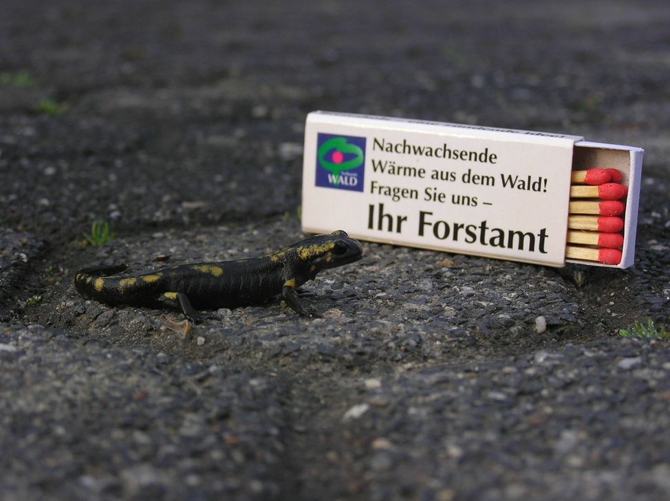 Ein junger Feuersalamander neben einer Streichholzschachtel.Foto: Andreas Michel, Landesforsten RLP