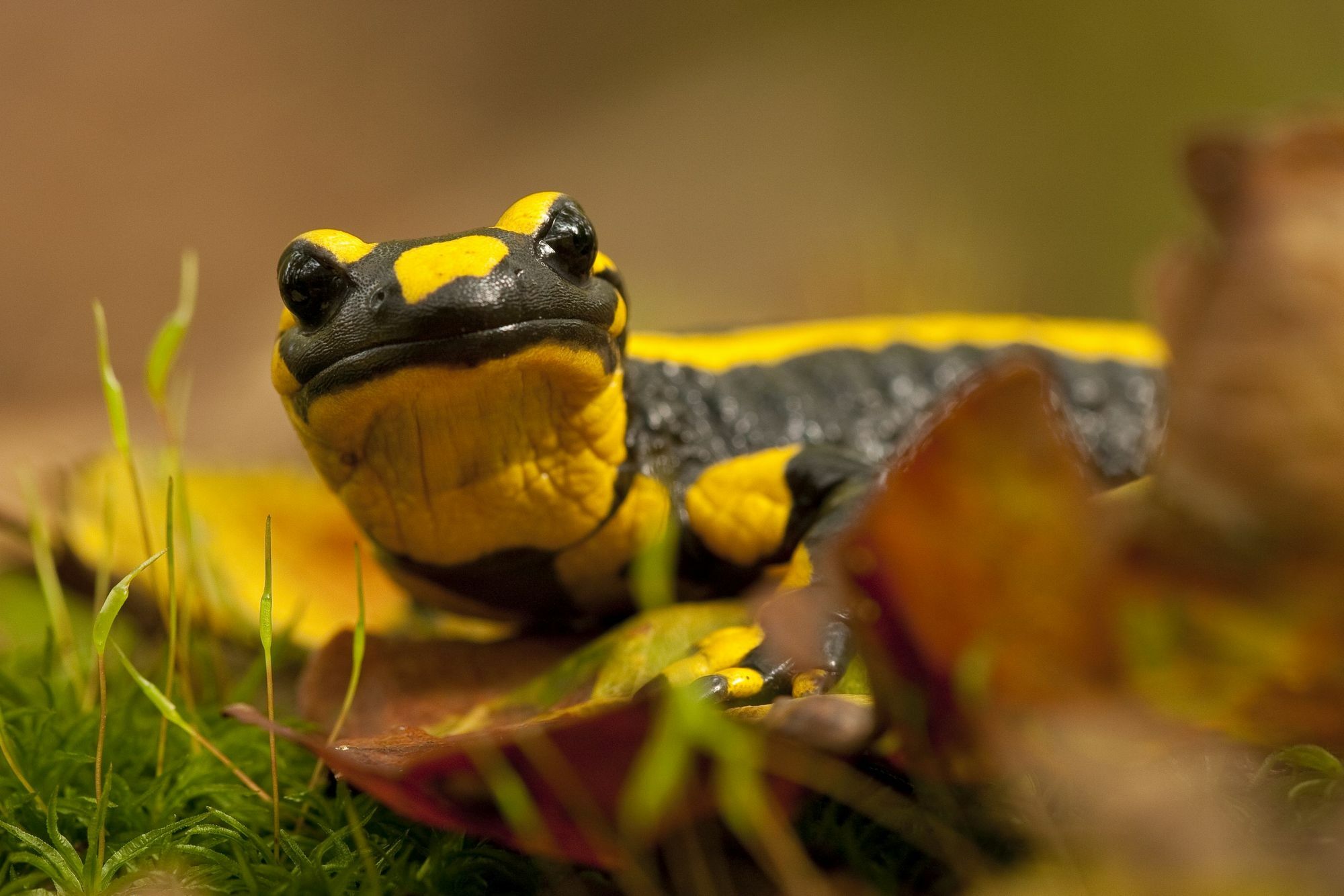 Der schwarz-gelbe Feuersalamander wagt sich im Herbst aus seinem Lebensraum und sucht nach dunklen Plätzen, um dort zu überwintern. Foto: Jonathan Fieber