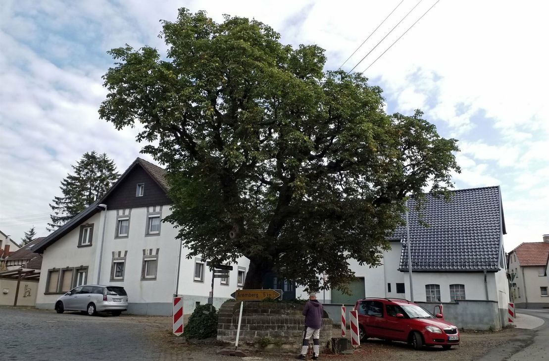 Die markante Rosskastanie ist nicht mehr standsicher und muss daher kurzfristig gefällt werden. Stattdessen wird an gleicher Stelle ein neuer Baum gepflanzt.