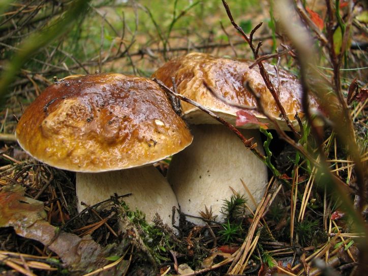 Pilze erfüllen wichtige Funktionen in einem Ökosystem und dürfen in einem Großschutzgebiet wie dem Nationalpark Eifel nicht entfernt werden. Im Nationalpark Eifel herrscht absolutes Sammelverbot.