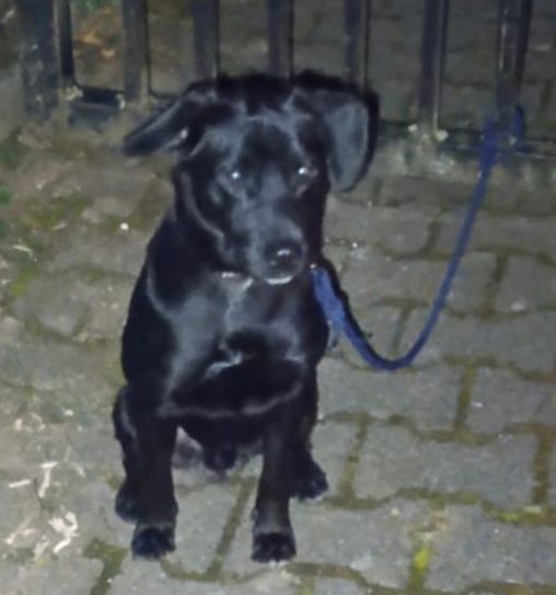 Der etwa einjährige Mischlingshund wurde zunächst im Tierheim Trier untergebracht