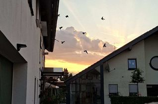 Schwalben fliegen in der Dämmerung umher.
