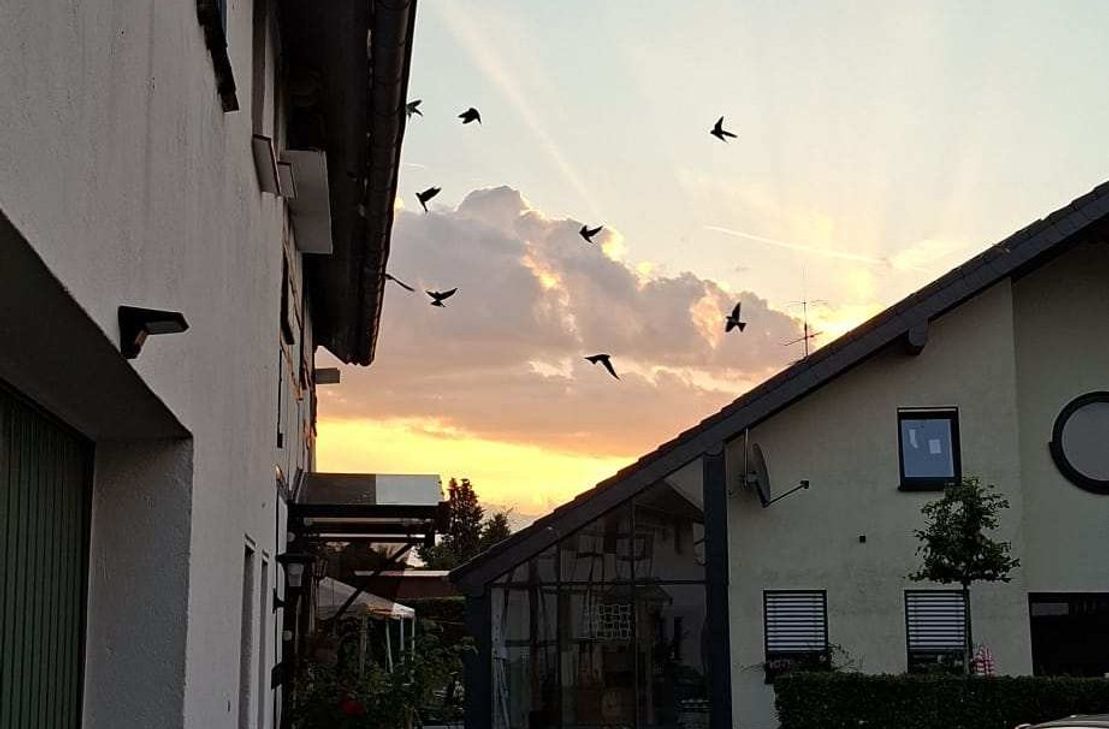 Schwalben fliegen in der Dämmerung umher.