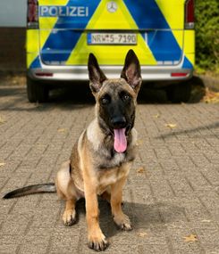 Mit »Zelda« bekommt die Kreispolizeibehörde Euskirchen Verstärkung auf vier Pfoten.