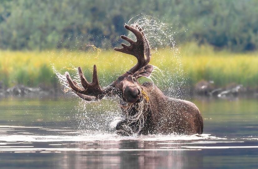 Bilder wie diese präsentiert die Wanderausstellung »Glanzlichter der Naturfotografie 2023« noch bis zum 21. Oktober im Nationalpark-Zentrum Eifel.