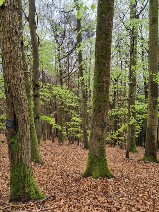Biotopbäume werden markiert und dürfen nicht gefällt werden.