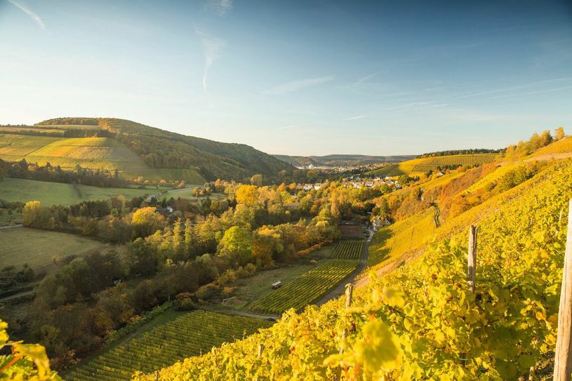 Ruwertal: Blick von der Hitzlayhütte auf die Weinberge zwischen Kasel und Mertesdorf. Foto: artenreich graphikdesign/TI Ruwer