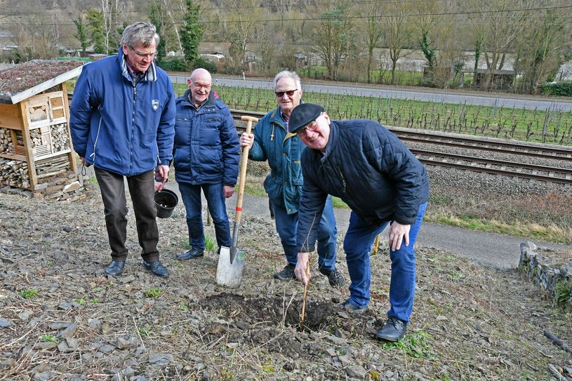 Landrat Dr. Alexander Saftig hat gemeinsam mit den  »Lehmer Razejungen« einen Mosel-Weinbergpfirsich-Setzling gepflanzt.