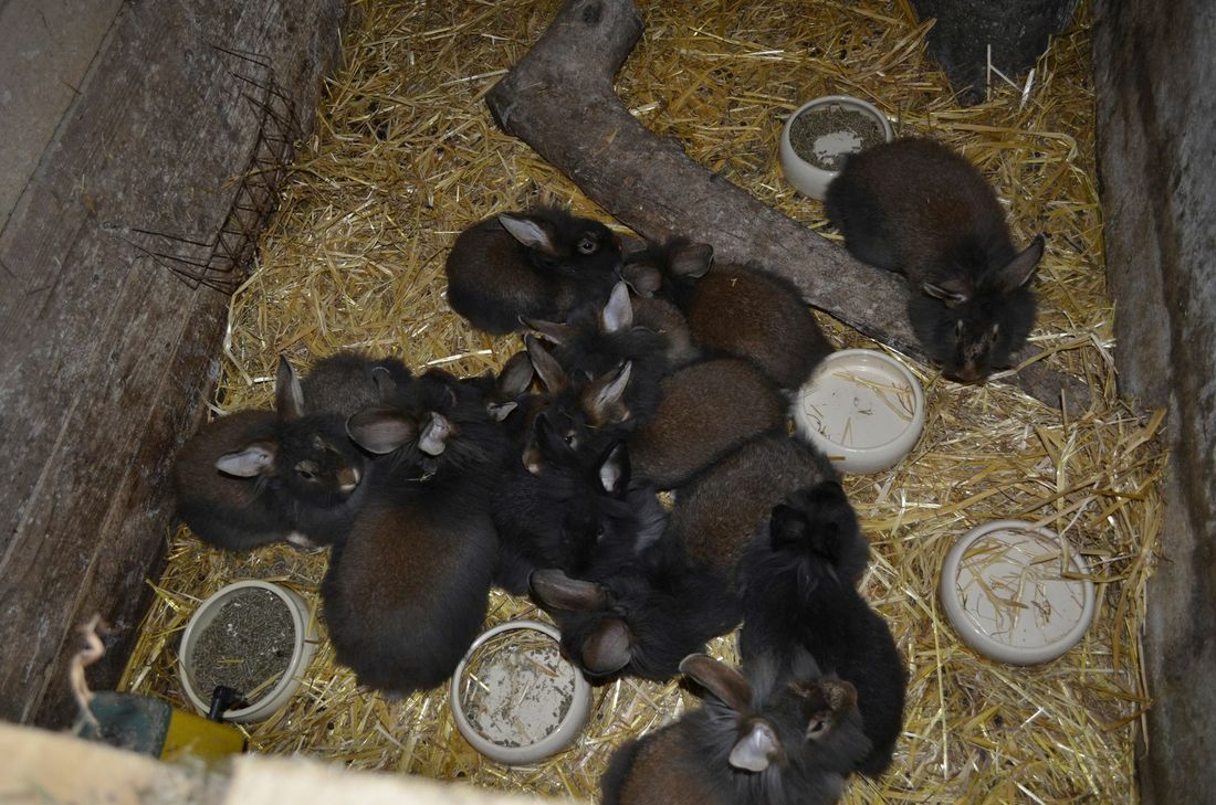 Er hält in Dollendorf rund 10 Prozent des weltweiten Bestandes, denn von diesen Kaninchen existieren nur noch rund 450 Exemplare.