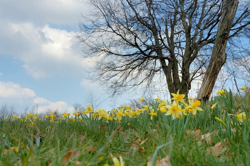 Im April blühen die Narzissen in Höfen und Hellenthal.
