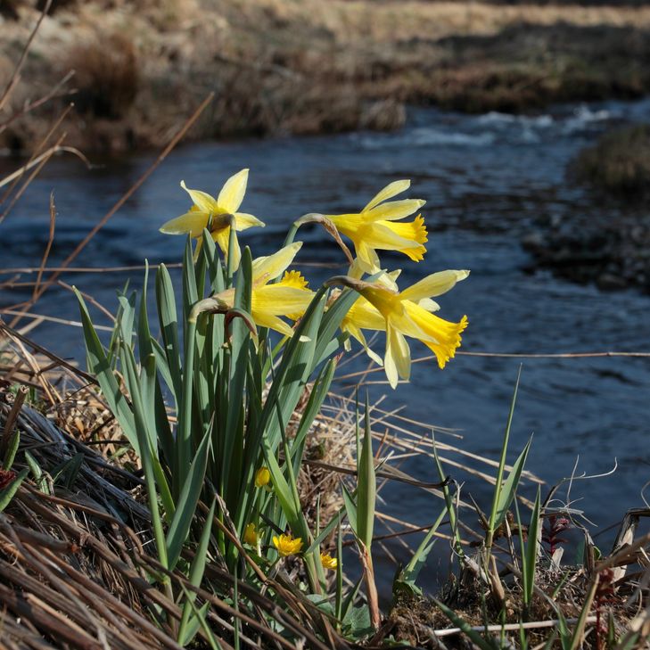Fotos: Naturpark Eifel & Raimund Knauf