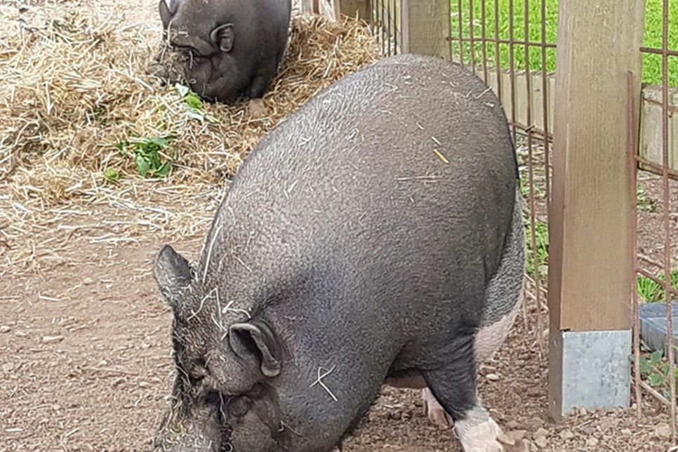 Diese beiden Hängebauchschweine suchen ein neues Zuhause. Foto: Privat