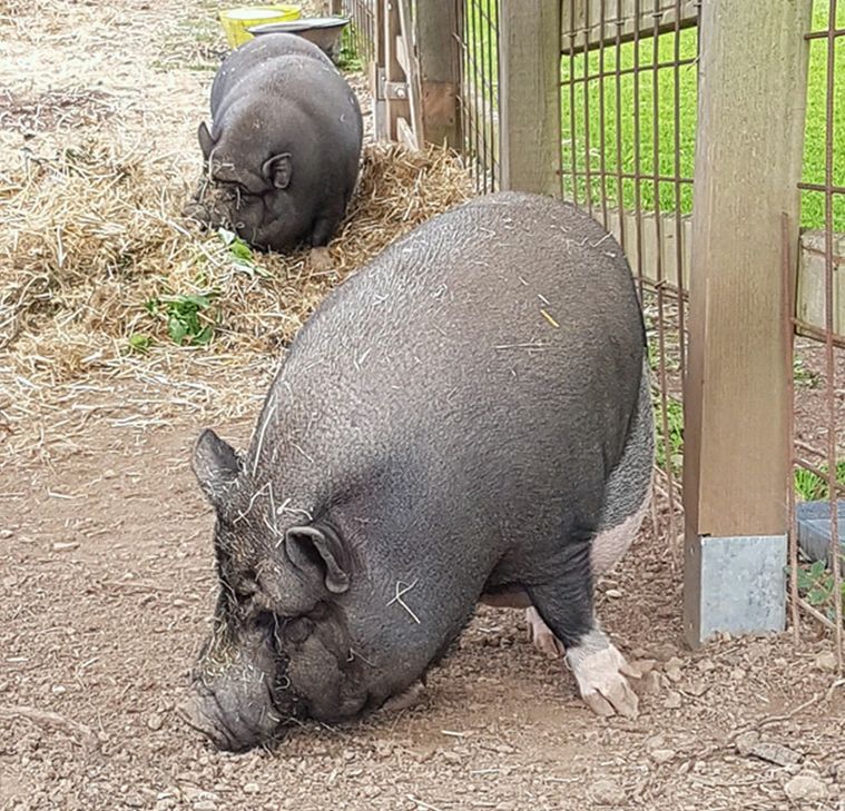 Diese beiden Hängebauchschweine suchen ein neues Zuhause. Foto: Privat